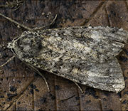 Moth